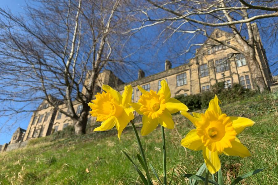 Main Arts Building, ŷ԰Ƭ with daffodils in the foreground